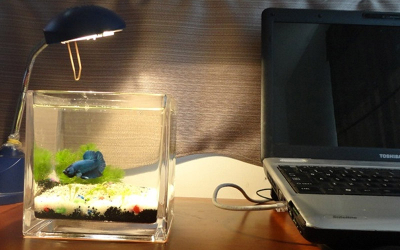 bể cá để bàn làm việc