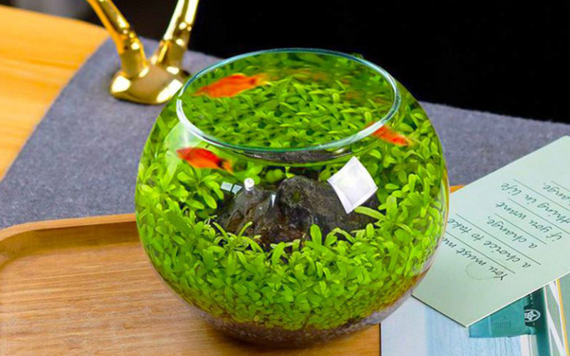 bể cá để bàn làm việc