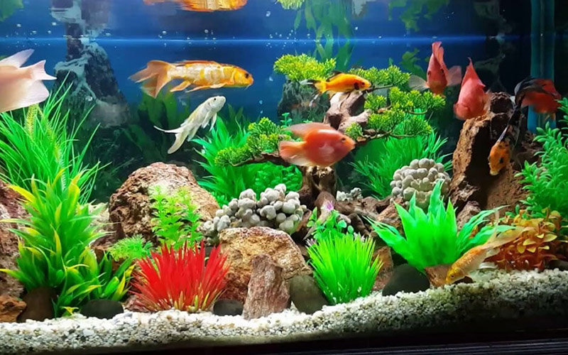 bể cá để bàn làm việc