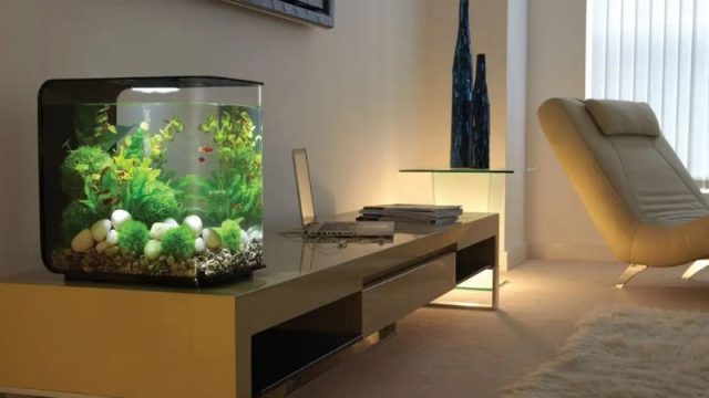 Tại Sao Bể Cá Để Bàn Làm Việc Giúp Tăng Năng Suất Công Việc?