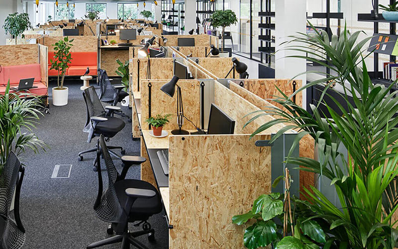 cây phong thủy văn phòng