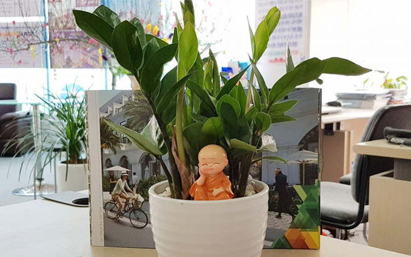 cây phong thủy văn phòng