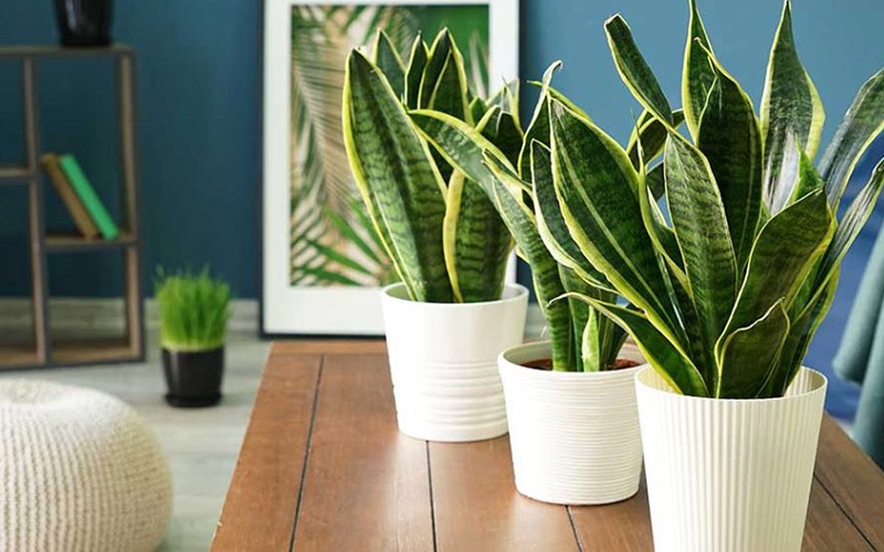 cây phong thủy văn phòng