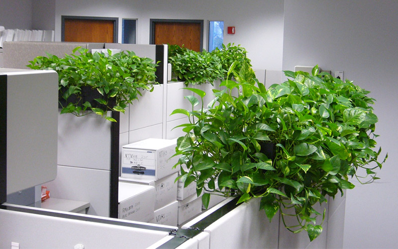 cây phong thủy văn phòng