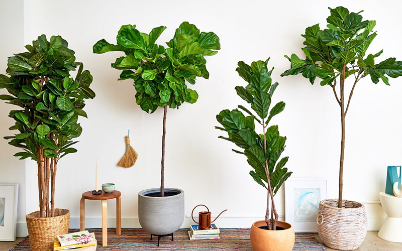 cây phong thủy văn phòng