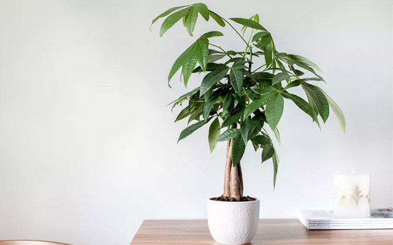 cây phong thủy văn phòng
