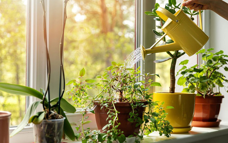 cây phong thủy văn phòng