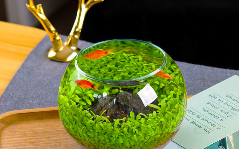 bể cá mini để bàn làm việc