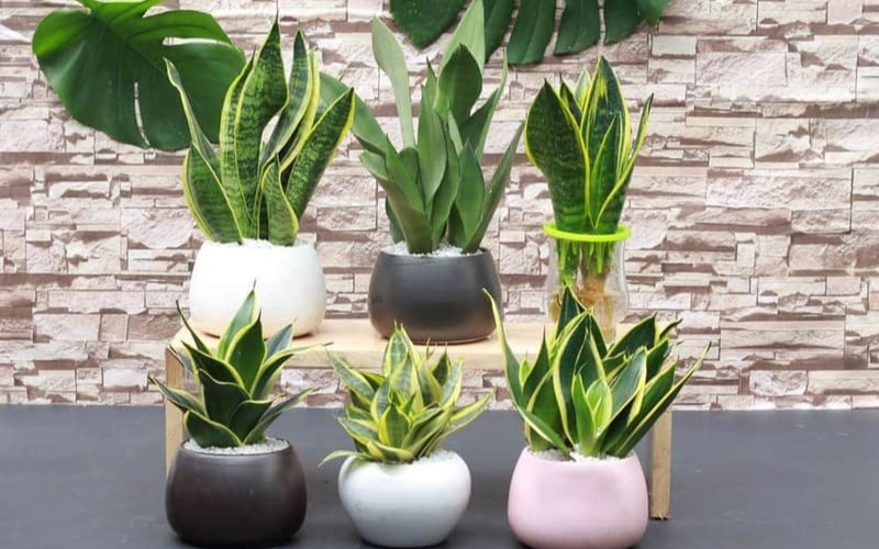 Phong thủy bàn làm việc