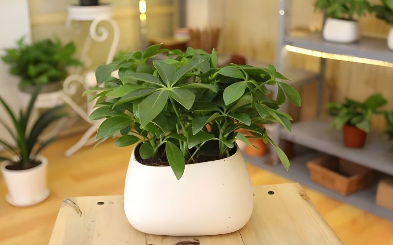 Cây văn phòng hợp mệnh Thủy